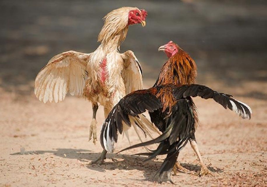 Cách tính cược trong trò chơi đá gà ăn 6